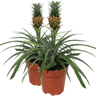 duo plantas piña