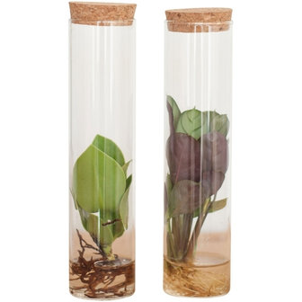 set de plantas hidropónicas tubos de cristal