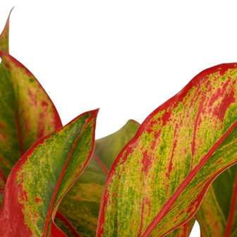 hojas de aglaonema creta roja