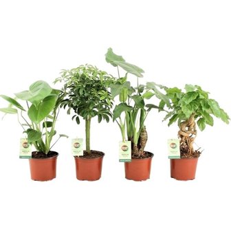 set plantas mix tropical