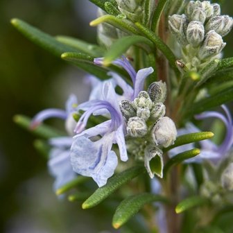 flores rosmarinus officinalis