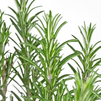 hojas rosmarinus officinalis