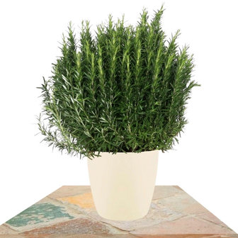 rosmarinus officinalis