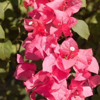 flores buganvilla rosa