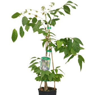 wisteria sinensis tutor