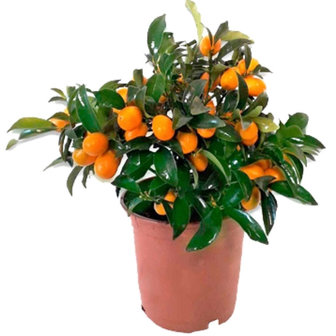 kumquat 30cm