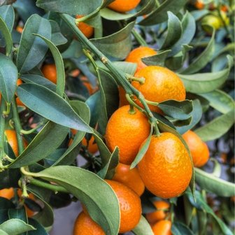 kumquat fruta y hojas
