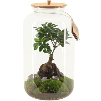 terrario ficus ginseng bonsai