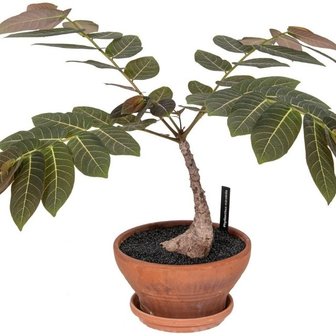 phyllanthus mirabilis 60cm