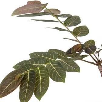 hojas phyllanthus mirabilis