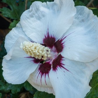 flor hibiscus blanco