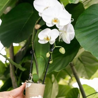 orquídea blanca cascada