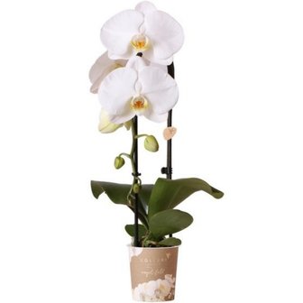 orquídea blanca cascada