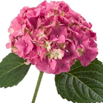 flor hortensia rosa