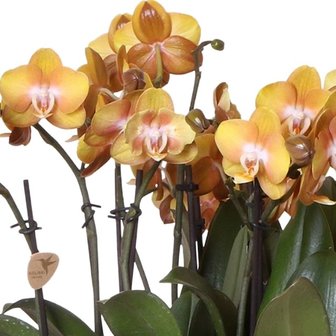 flores set orquídeas naranjas