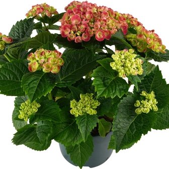 hortensia curly wurly red