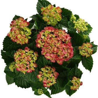 hortensia curly wurly red