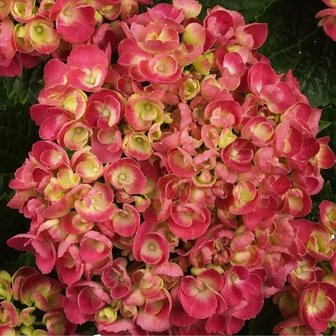 flor hortensia curly wurly red