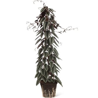 begonia trepadora (cissus)