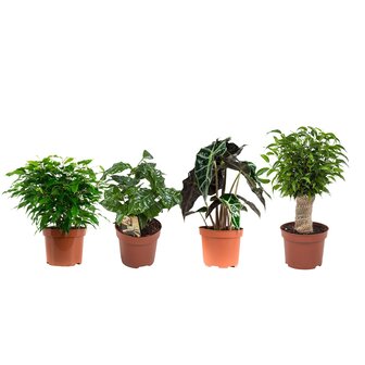 Set de 4 Plantas de Interior