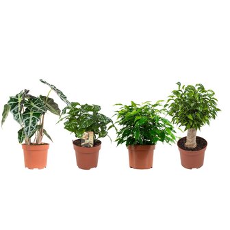 Set de 4 Plantas de Interior