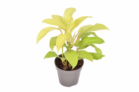 philodendron malay gold