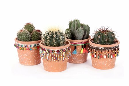 set de 4 cactus en maceteros