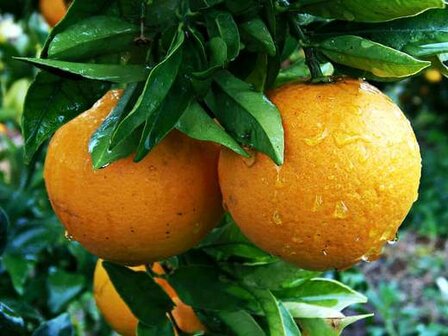 naranjas del naranjo