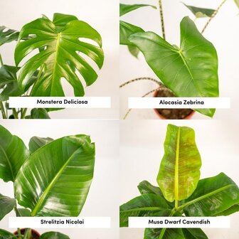 contenido del kit xl plantas tropicales