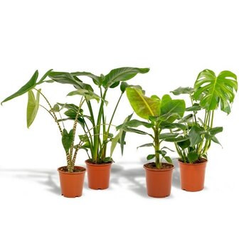 kit xl plantas tropicales