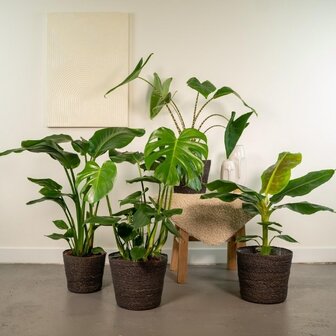 kit xl plantas tropicales deco