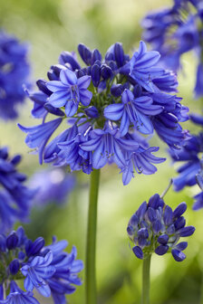 agapanthus azul flor