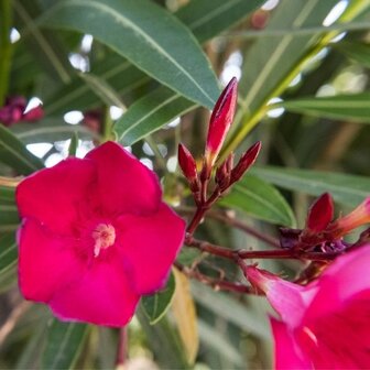 adelfa flor roja