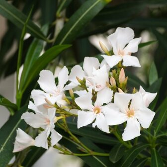 adelfa flores blancas