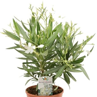 nerium oleander blanco