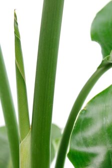 planta ave del para&iacute;so (strelitzia nicolai)