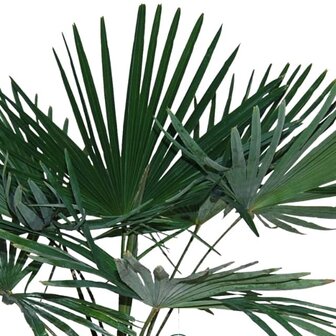 hojas palmera trachycarpus fortuneii