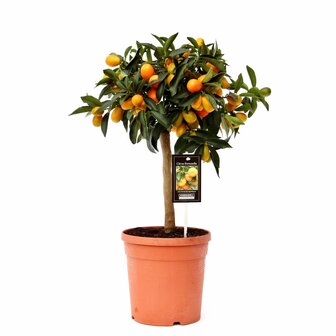 citrus kumquat 60cm