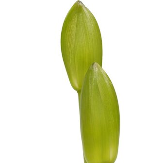 amaryllis flor detalle