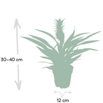 planta piña dimensiones