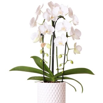 orquídea blanca 2 ramas en macetero deco