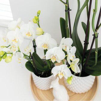 orquídea blanca en macetas
