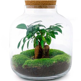 Closed Terrarium With Ficus Ginseng – 30cm Height, Fully Assembled Glass Garden, Cork Lid