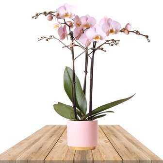 orquidea rosa 2 ramas