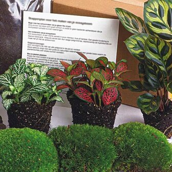 kit plantas para terrario
