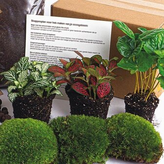 kit de plantas para terrario