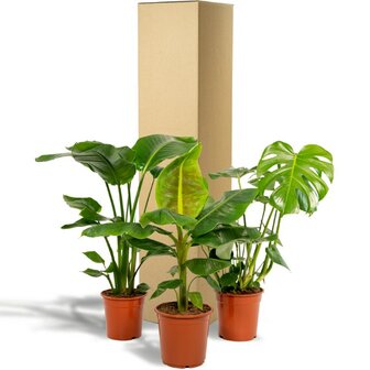 kit plantas tropicales envío
