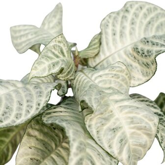 Aphelandra white wash hojas