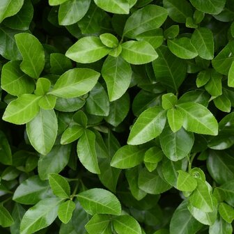 hojas Euonymus japonica verde
