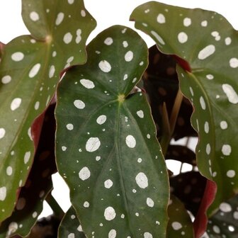 begonia maculata hojas